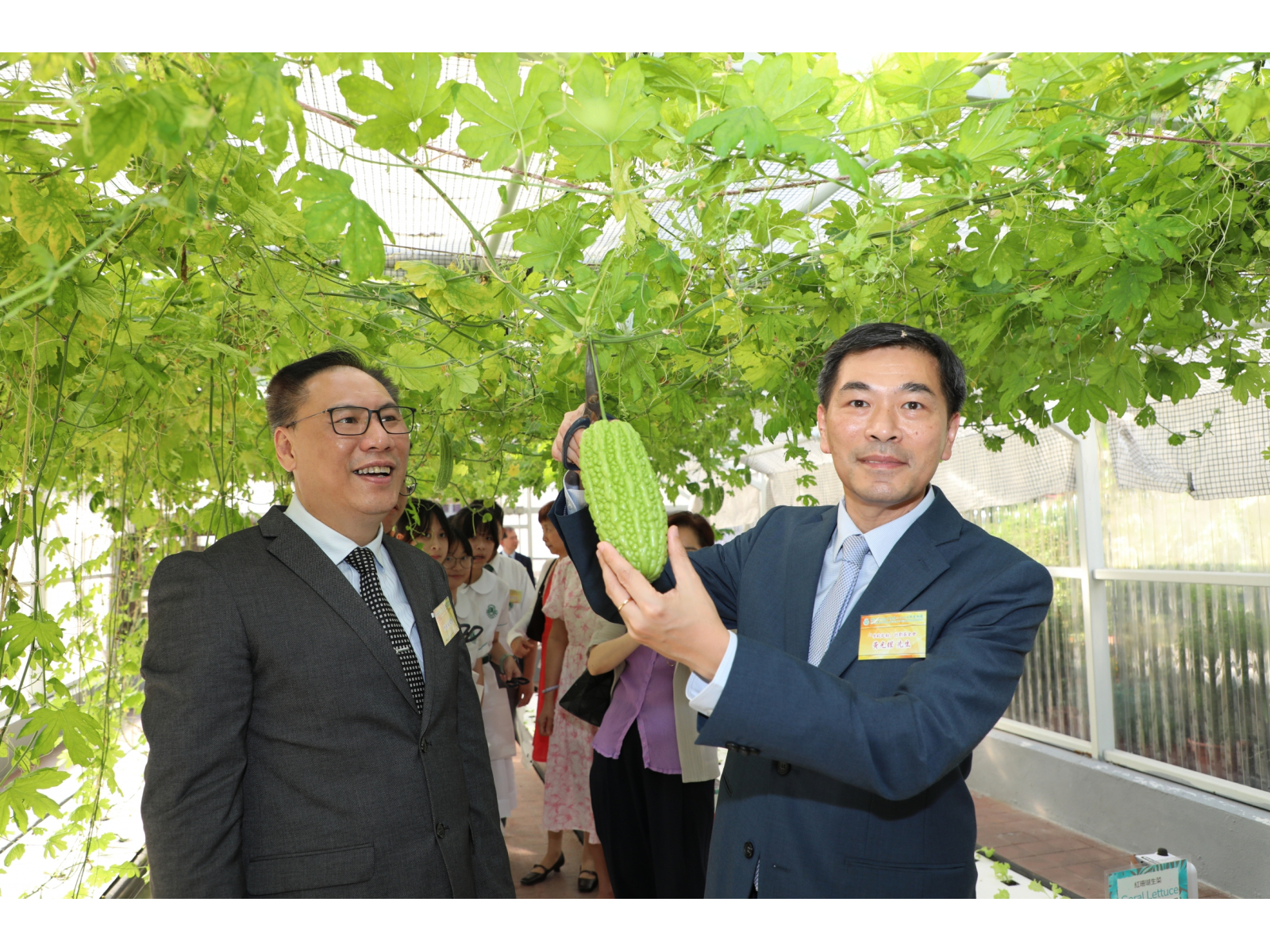 16.參觀水耕溫室，即場摘苦瓜